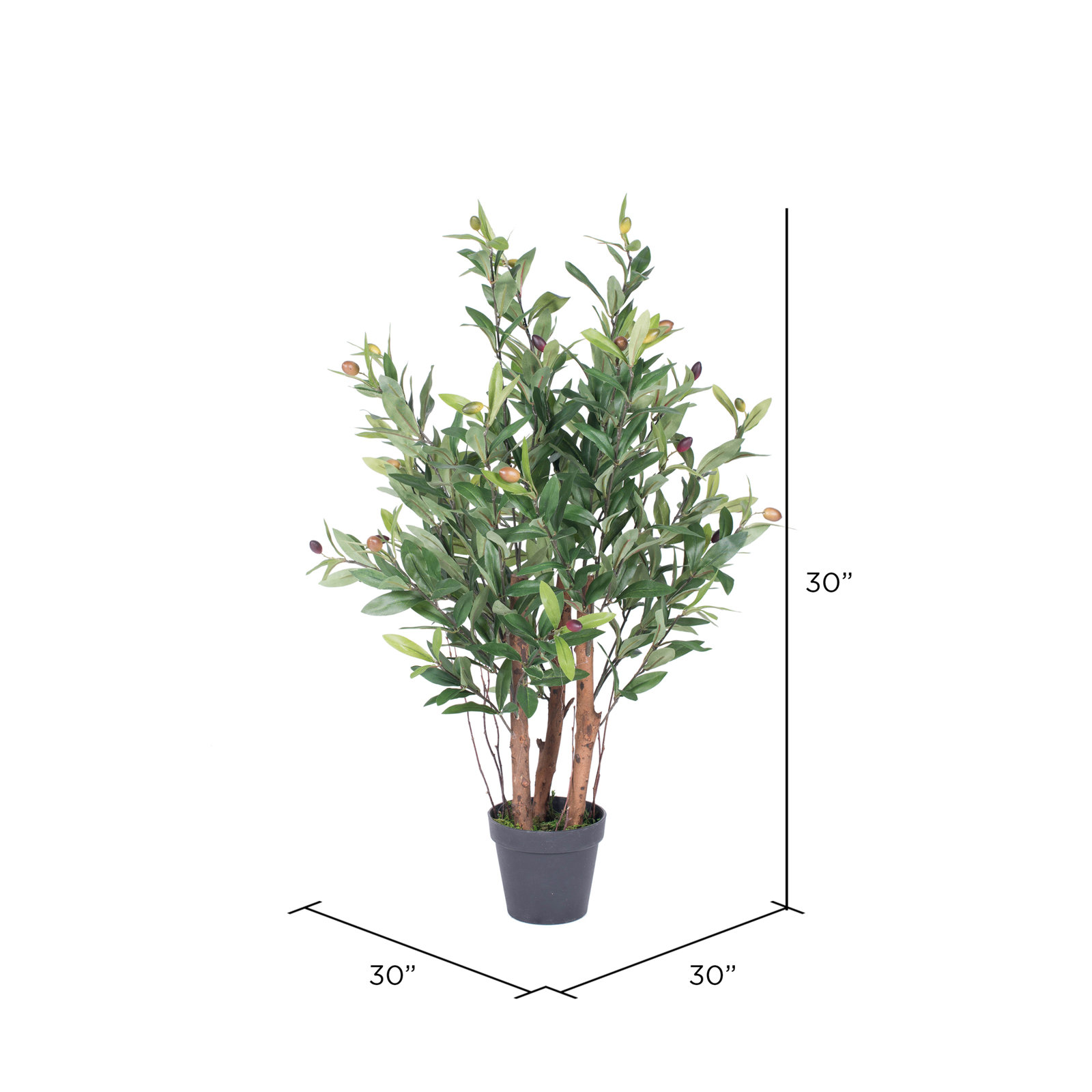Olive Tree in Pot, 30" H x 30" W x 30" D