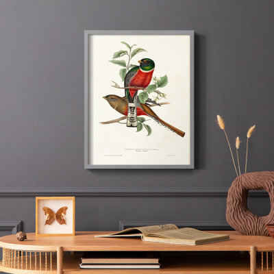 «Elegant Trogons I», reproduction encadrée - bois massif