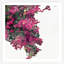 Bougainvillea Bush 1 Print by Nathan Turner
