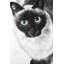 «Blue Eyes», reproduction de chat siamois sur toile