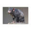 «Tasmanian Devil H chasse», art mural-1896426169