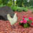 10.6" Resin Yard Chicken