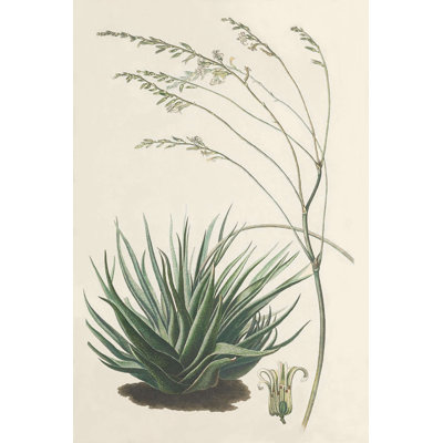 Agave I