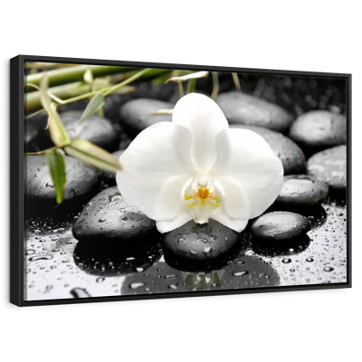 Orchidée blanche
