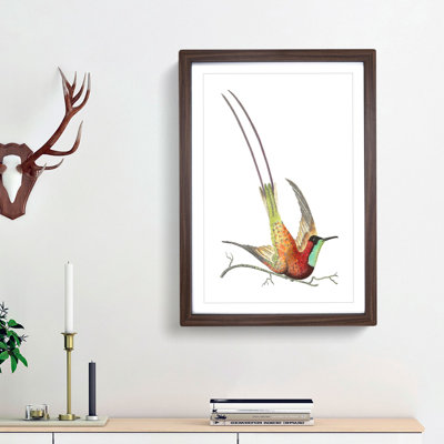 Long-Tailed Hummingbird by George Shaw - Framed Print