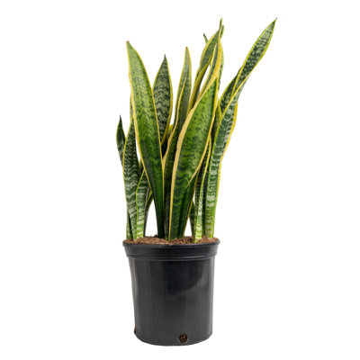 Snake Plant in Nursery Pot