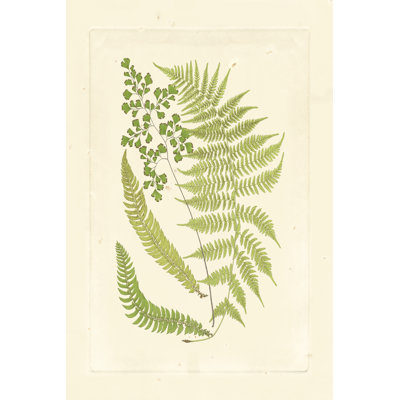 Ferns With Platemark III by Vision Studio - Wrapped Canvas Print