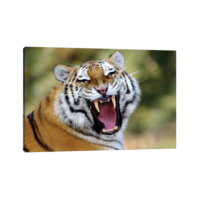 Tiger Roar by Goran Anastasovski - Wrapped Canvas Print, 66.04 cm H x 45.72 cm W x 3.175 cm D