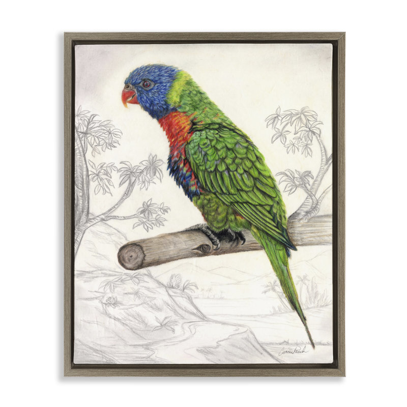 "Lorikeet", croquis de nature noire encadrée sur toile flottante par Connie Resch, Cadre flottant orme Montalcino