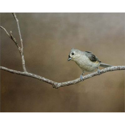 " Visiting Tufted Titmouse "