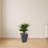 Double Agave Succulent Artificial Plant in Slate Planter