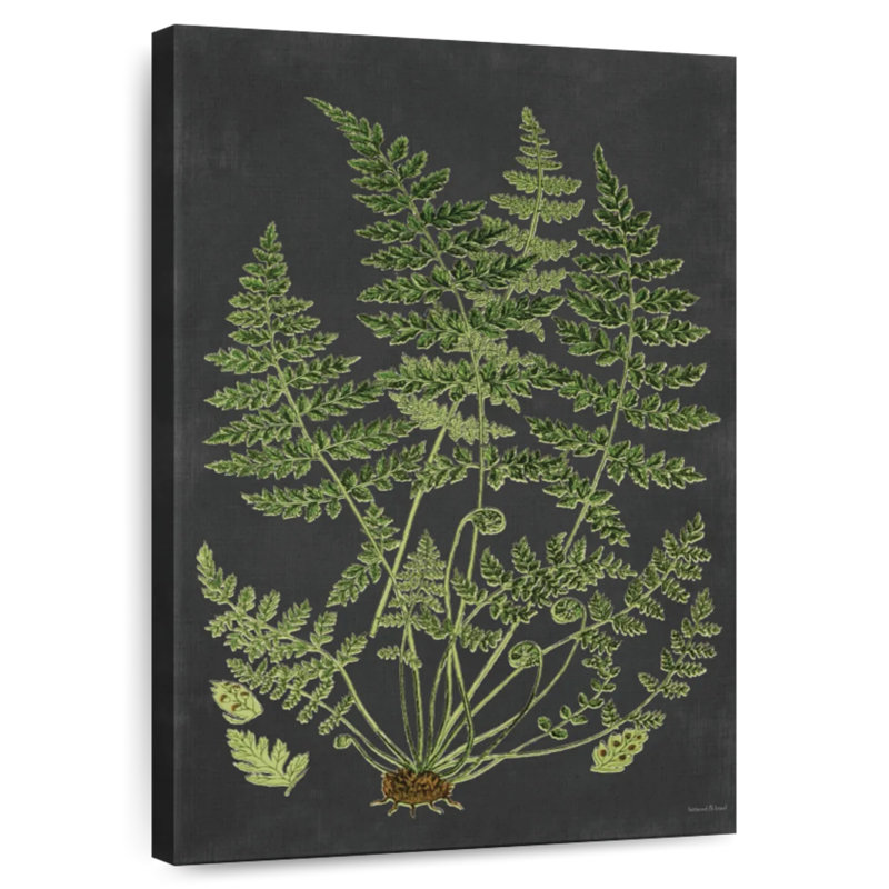 Harnek Fern Study, H 39 po x l 26 po