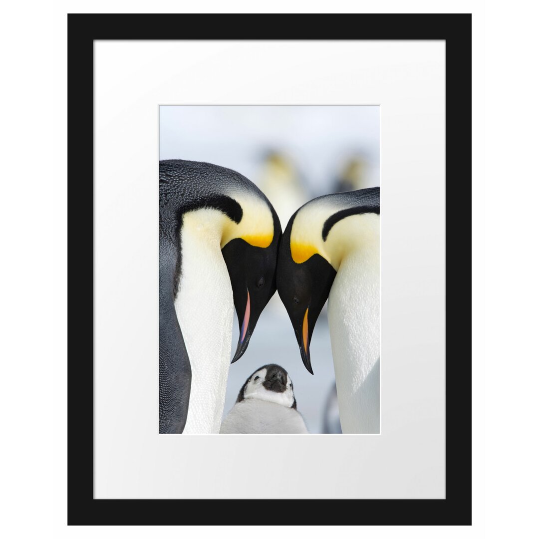 Kaiserpinguin-Pärchen in Liebe Gerahmter Fotokunstdruck