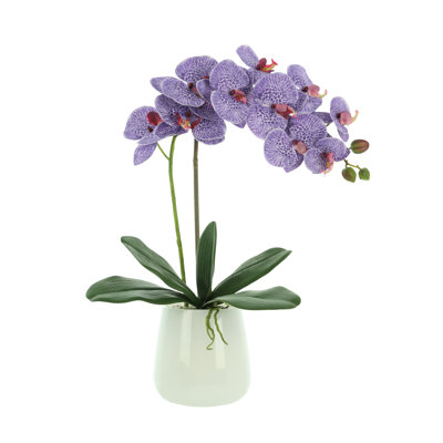Phalaenopsis Orchid Floral Arrangement in Pot