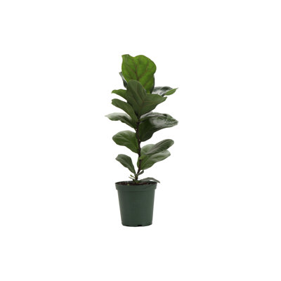 Live Fiddle Leaf Fig Plant, 6" Diameter