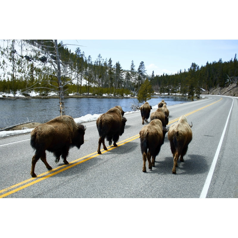 Buffalo Walking On Road by Powdr_dayz - Wrapped Canvas Print, 30cm H x 46cm W