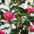 4ft. Artificial Rose Tree