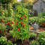 Ensemble de 6 cages à tomates réglables pour soutenir les plantes de jardin, ensemble de piquets et treillis jusqu'à 48 po