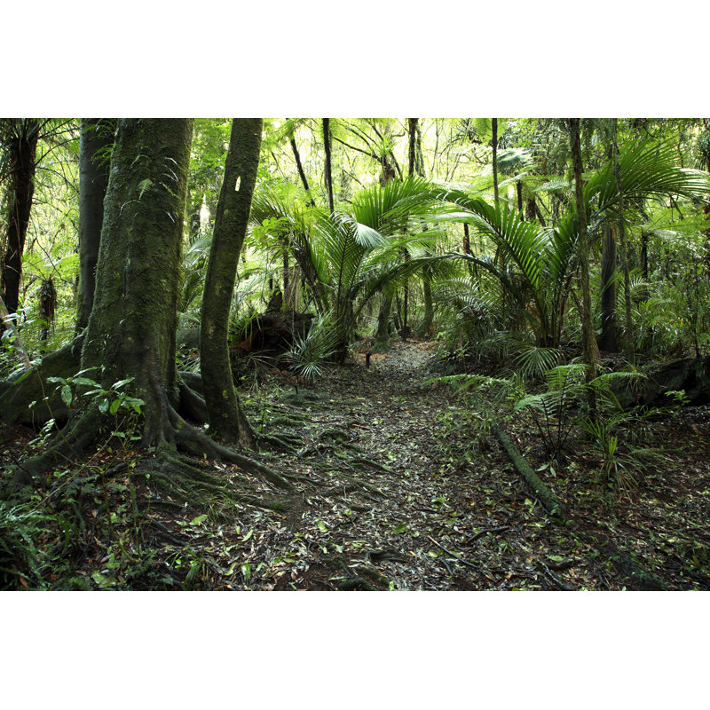 Hagerman Landscape Of Tropical Forest by STILLFX - Wrapped Canvas Print, 51cm H x 76cm W x 3.8cm D