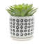 Jardinière S / 2 5/6 po Aztec avec soucoupe