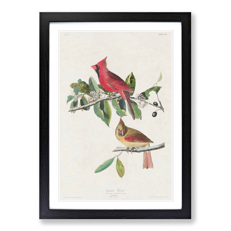 Cardinal Grosbeak Birds by John Audubon - Picture Frame Painting Print, Black Framed, 36cm H x 27cm W x 2cm D