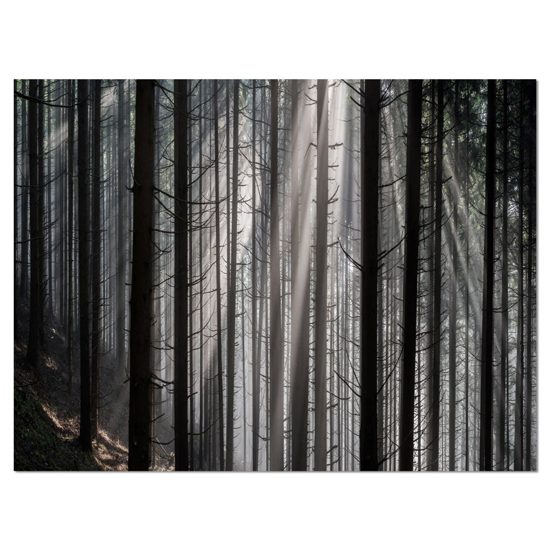 Sunbeams Through Dark Forest Canvas Print, 8" x 12"