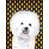 Bichon frisé 2