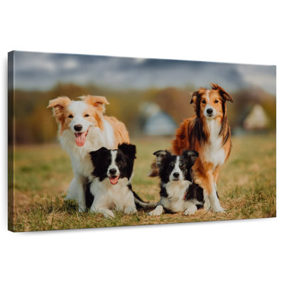 Crowle Border Collie Dogs