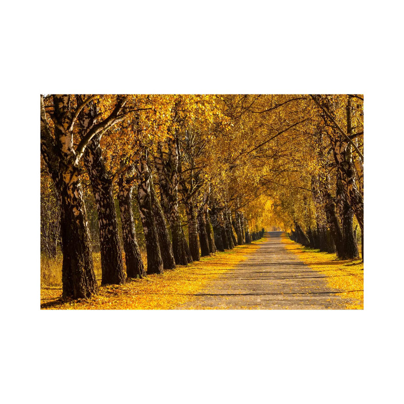 Poland, Birch Alley by Mikolaj Gospodarek - Wrapped Canvas Print, 66.04 cm H x 45.72 cm W x 3.175 cm D