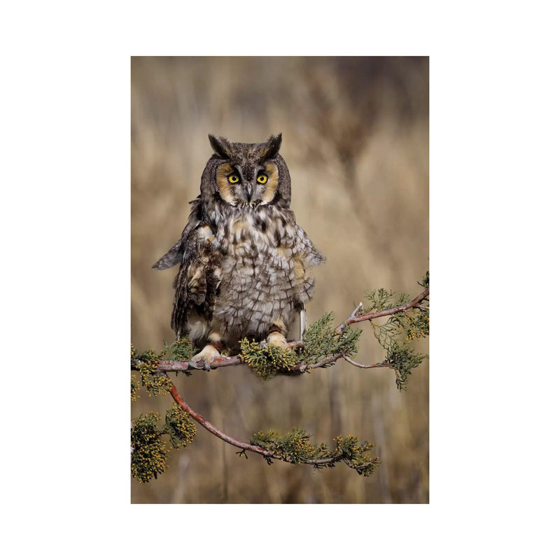 Look Who's There by Jonathan Ross Photography - Wrapped Canvas Print, 66.04 cm H x 45.72 cm W x 1.91 cm D