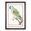 Amazon Parrot by A.B. De Boodt - Single Picture Frame Painting-55544517-55544518