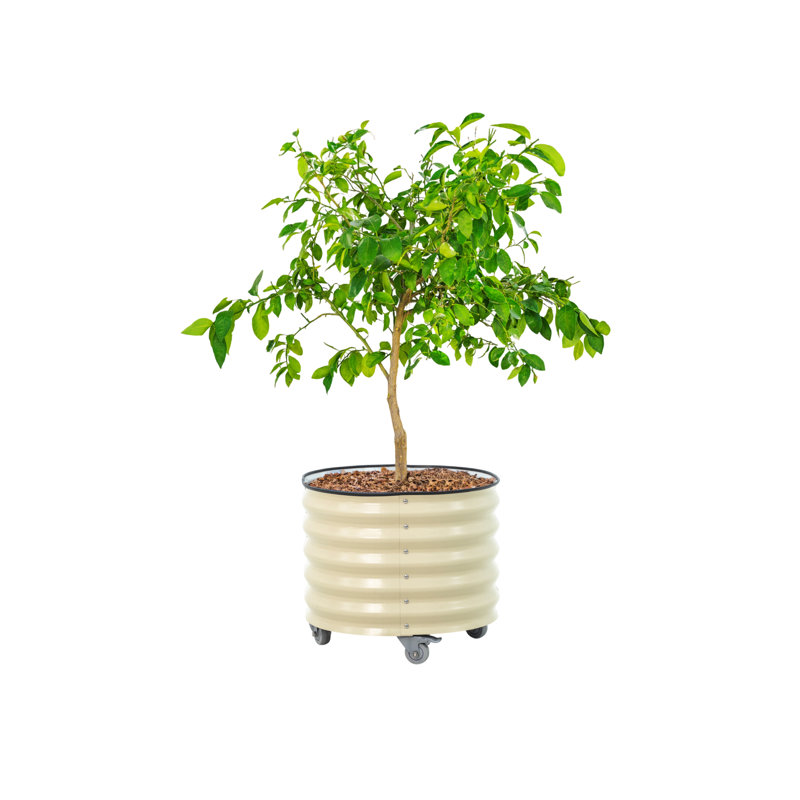 Pot à fleurs 20,5 po de hauteur et 24 po de largeur, Blanc perle