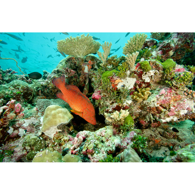 Colourful Coral Reef by RainervonBrandis - No Frame Print on Canvas, 20cm H x 30cm W