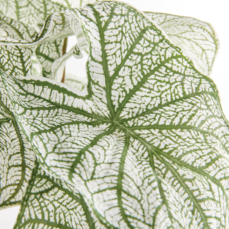 Caladium Spiller Stem