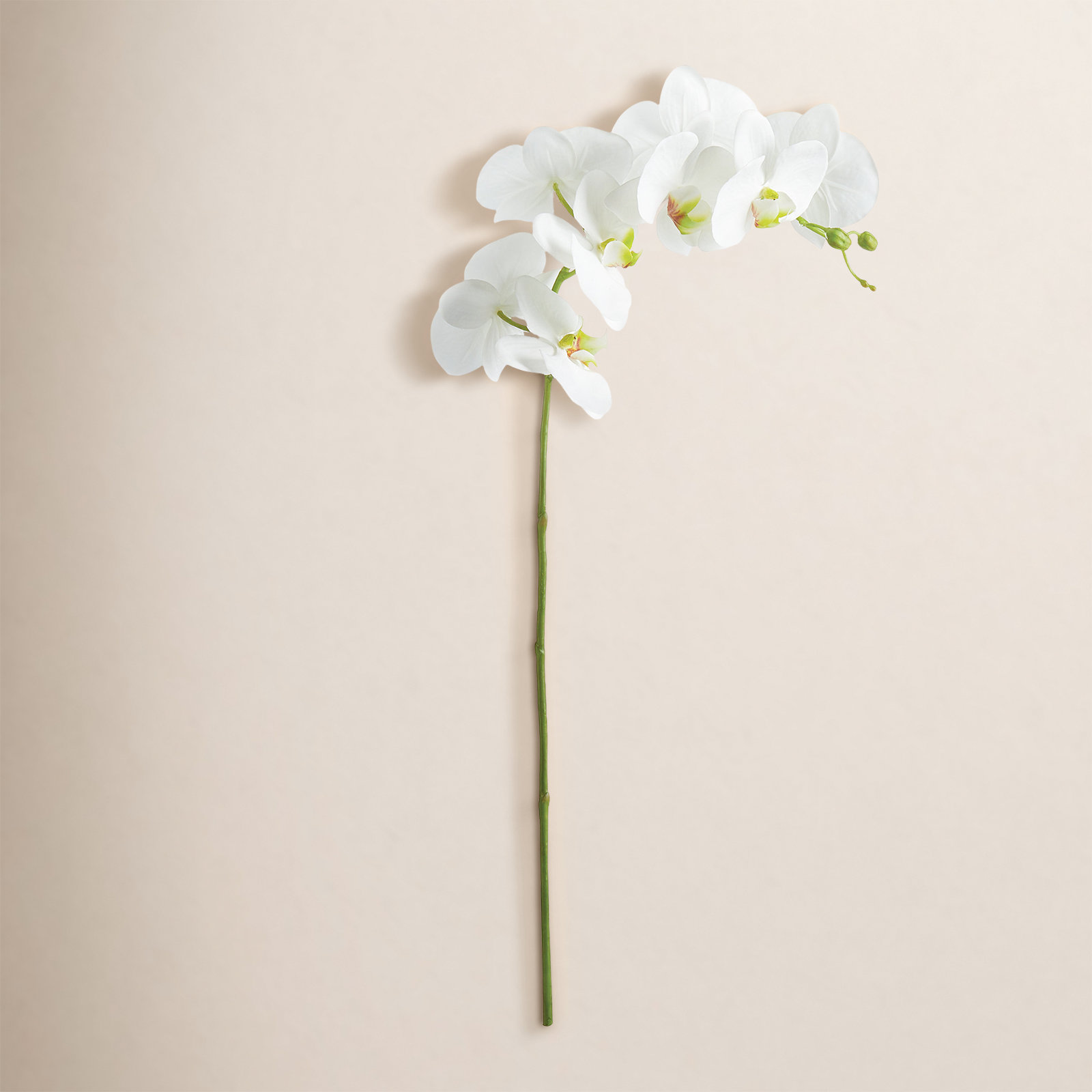 Phalaenopsis Orchid Stems, White