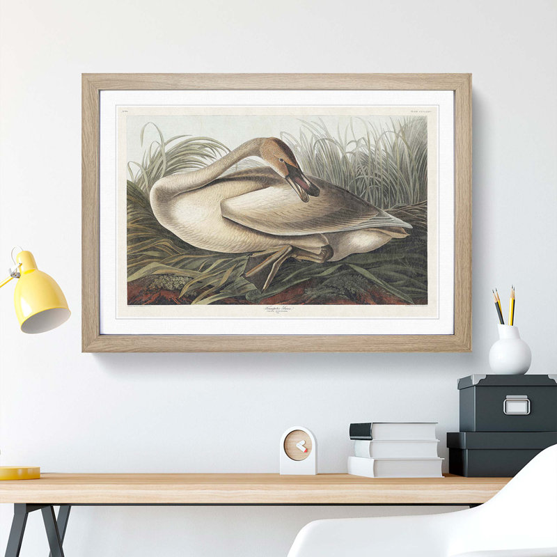A Trumpeter Swan by John Audubon - Framed Print, 45cm H x 63cm W x 2cm D, Oak Framed