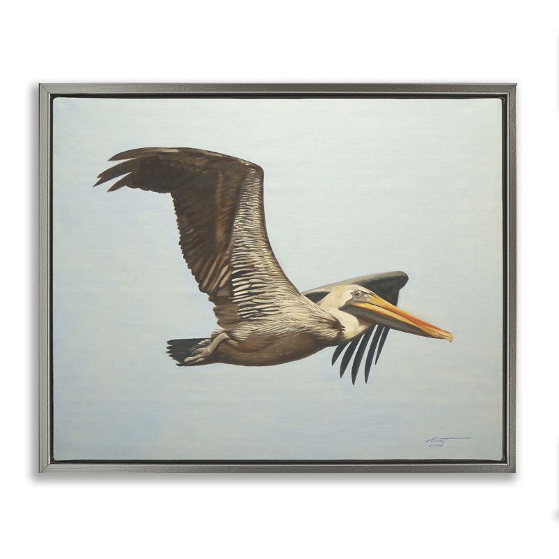 «Brown Pelican in Flight», art mural sur toile flottant par D. Rust, Cadre flottant gris lustré, H 17 po x l 21 po