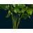 Rose Arrangement-951478501
