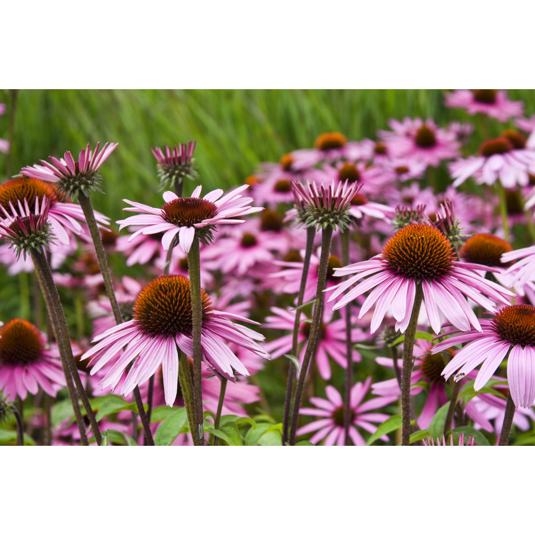 Field Of Coneflowers - Kunstdrucke auf Leinwand