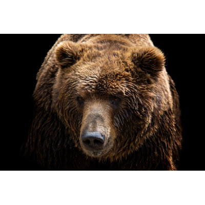 Ours brun - photographie sur toile tendue
