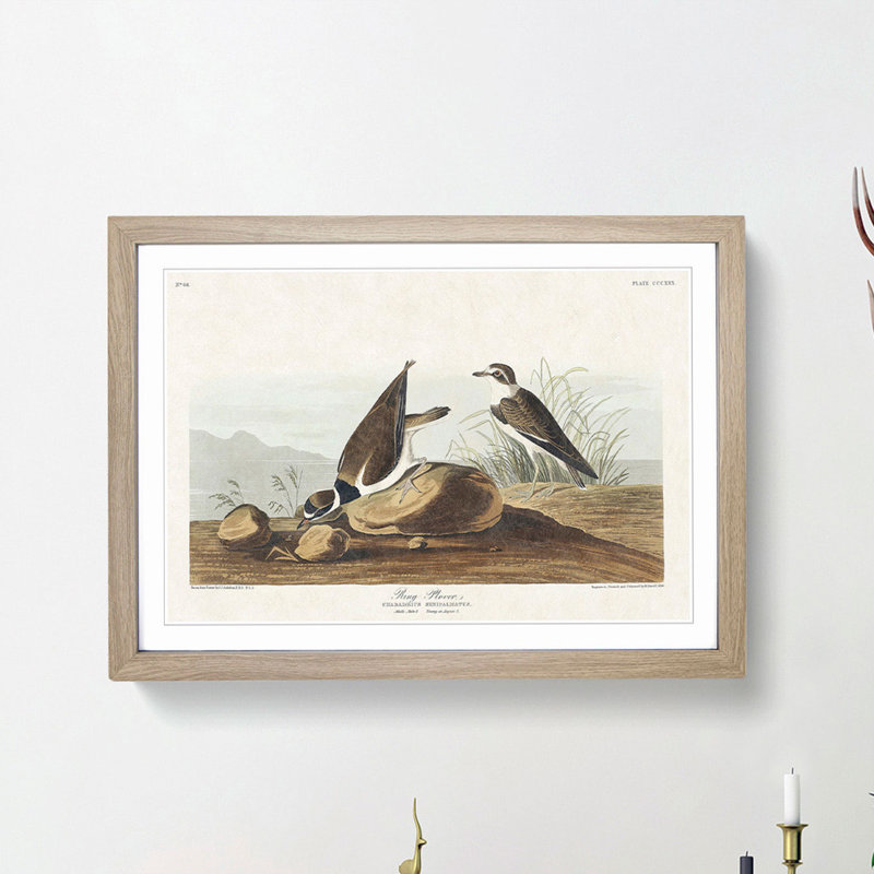 Ring Plover Birds by John Audubon - Picture Frame Painting Print, 27cm H x 36cm W x 2cm D, Oak Framed