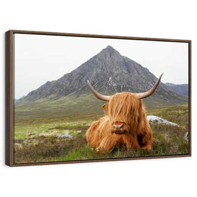 Highland Cow Serenity