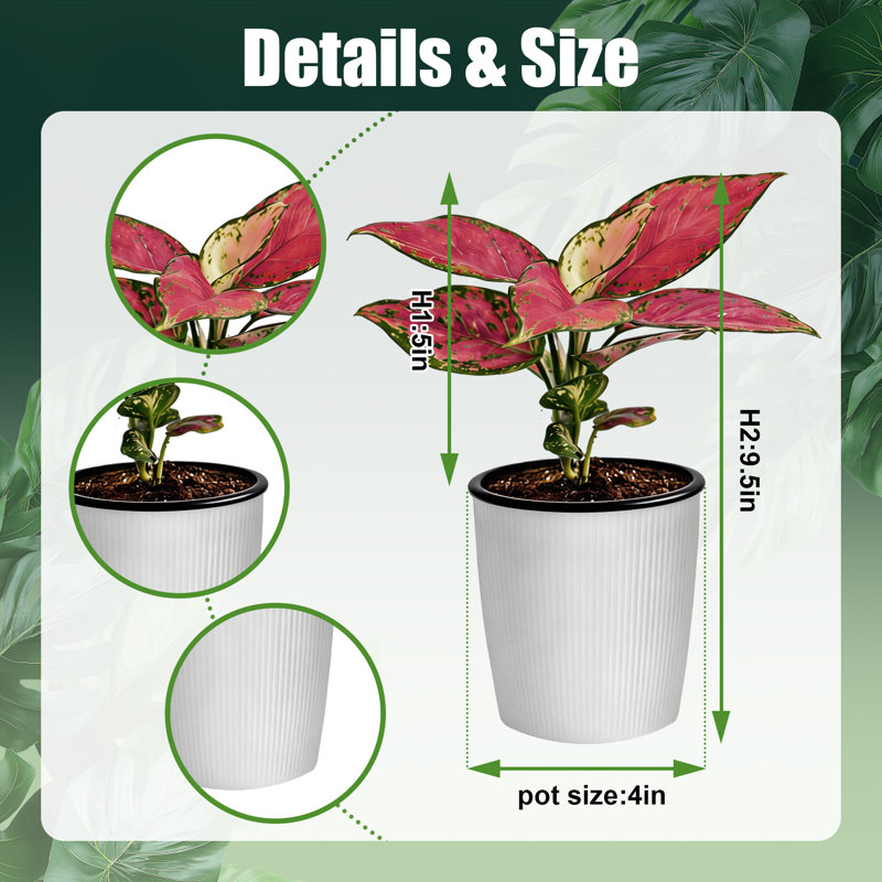 Live Plant Aglaonema Red Siam in Ribbed Décor Pot, 1