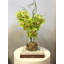 Green Orchids And Vine In Glass Vase With Rocks And Acrylic Water