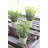 13'' Faux Herbs Plant in Cement Pot
