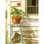La remise en pot MCG-D1328-745304367
