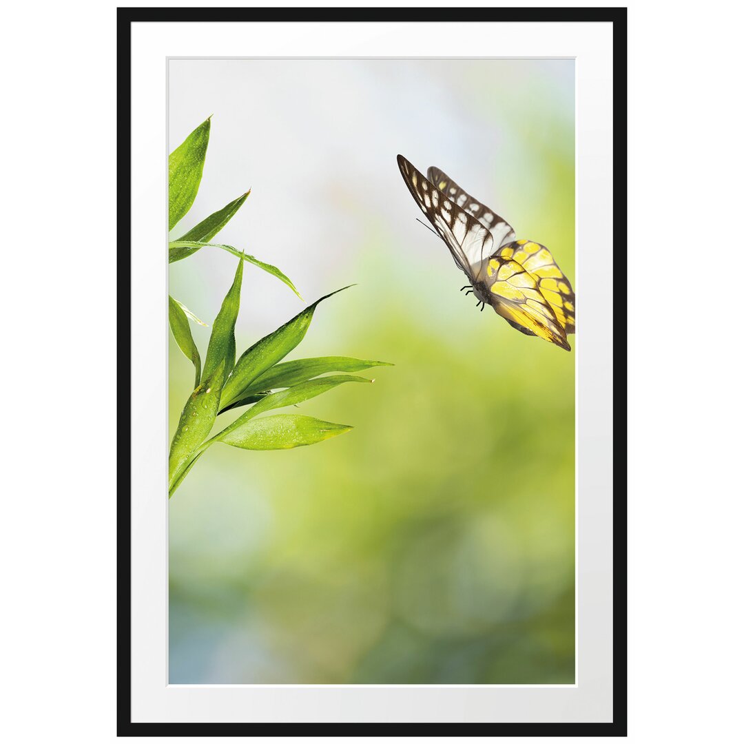 Gerahmtes Poster Bambus mit Schmetterling