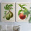 Antique Fruit IV - ensemble de 2 reproductions d'art sur toile-1170446889-1170446884
