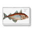 Haddock Fish by M.E. Bloch - Wrapped Canvas-55360514
