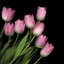 Rose pastel doux, reproduction de photo sur toile tendue-18516170-74377290-74406531